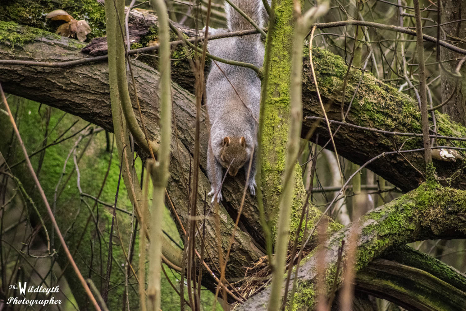 squirrel1