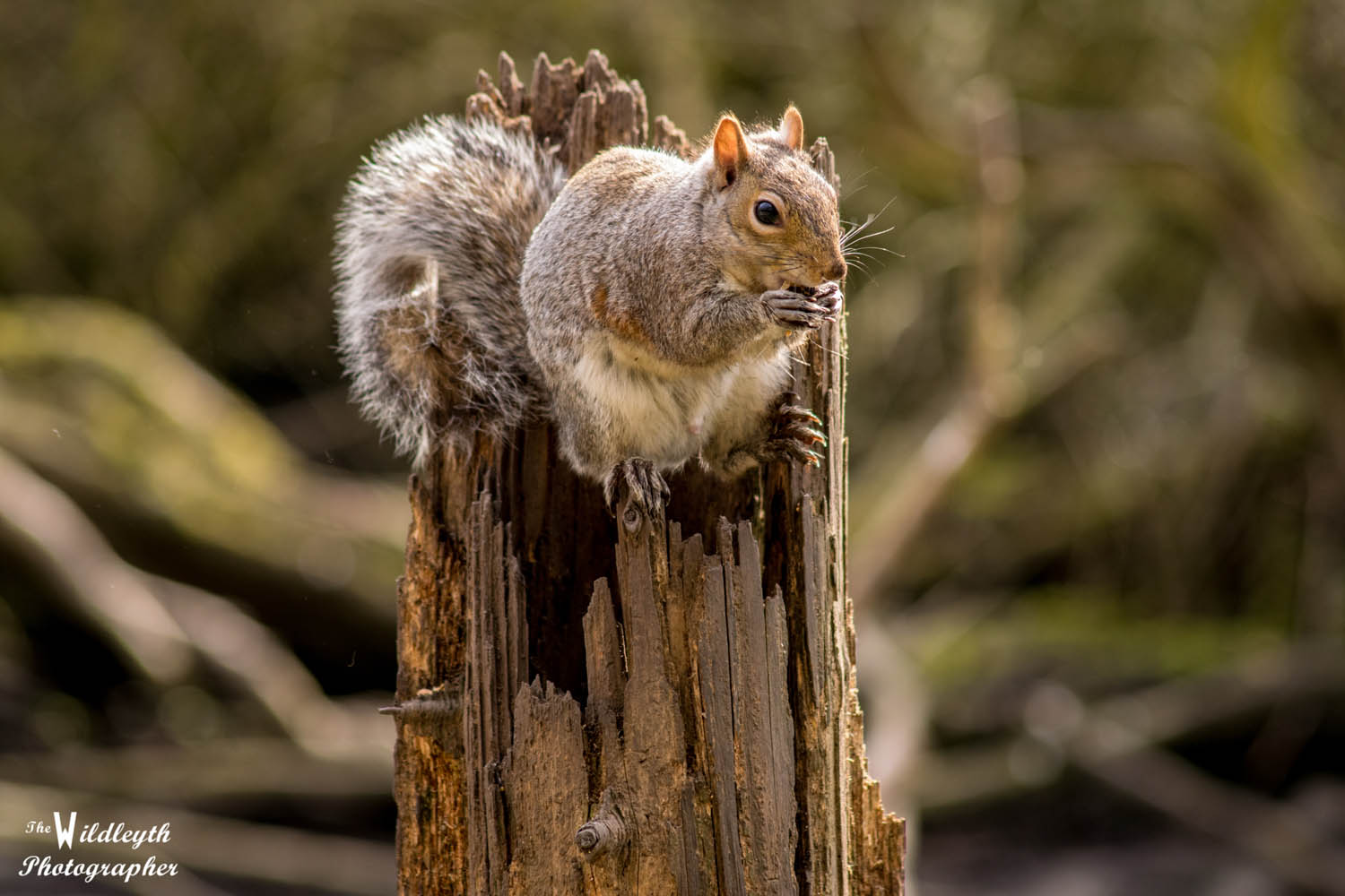 squirrel2