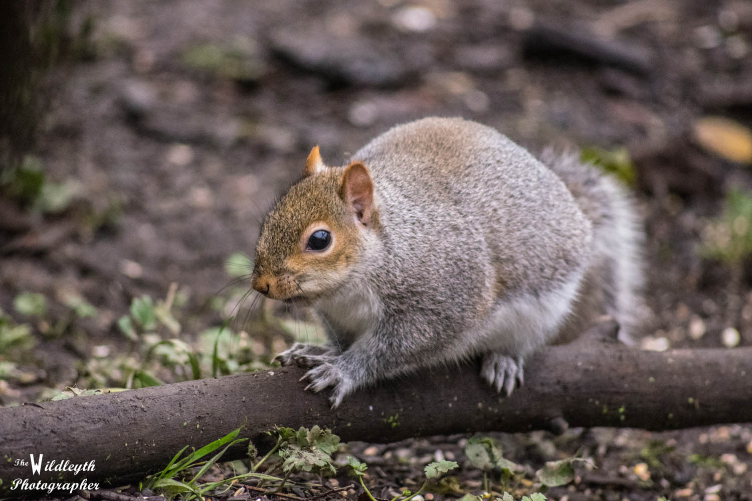 squirrel3