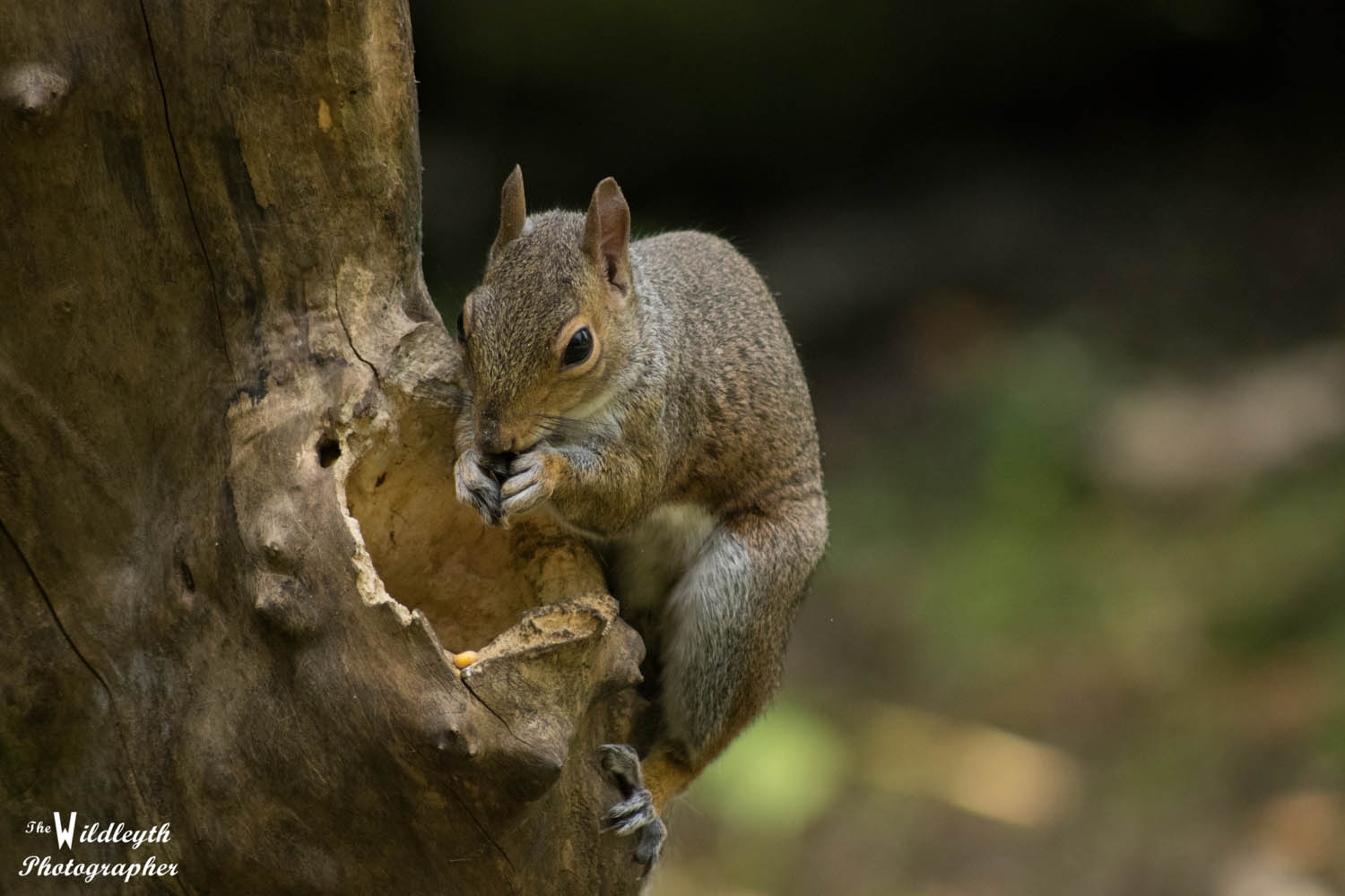 squirrel4