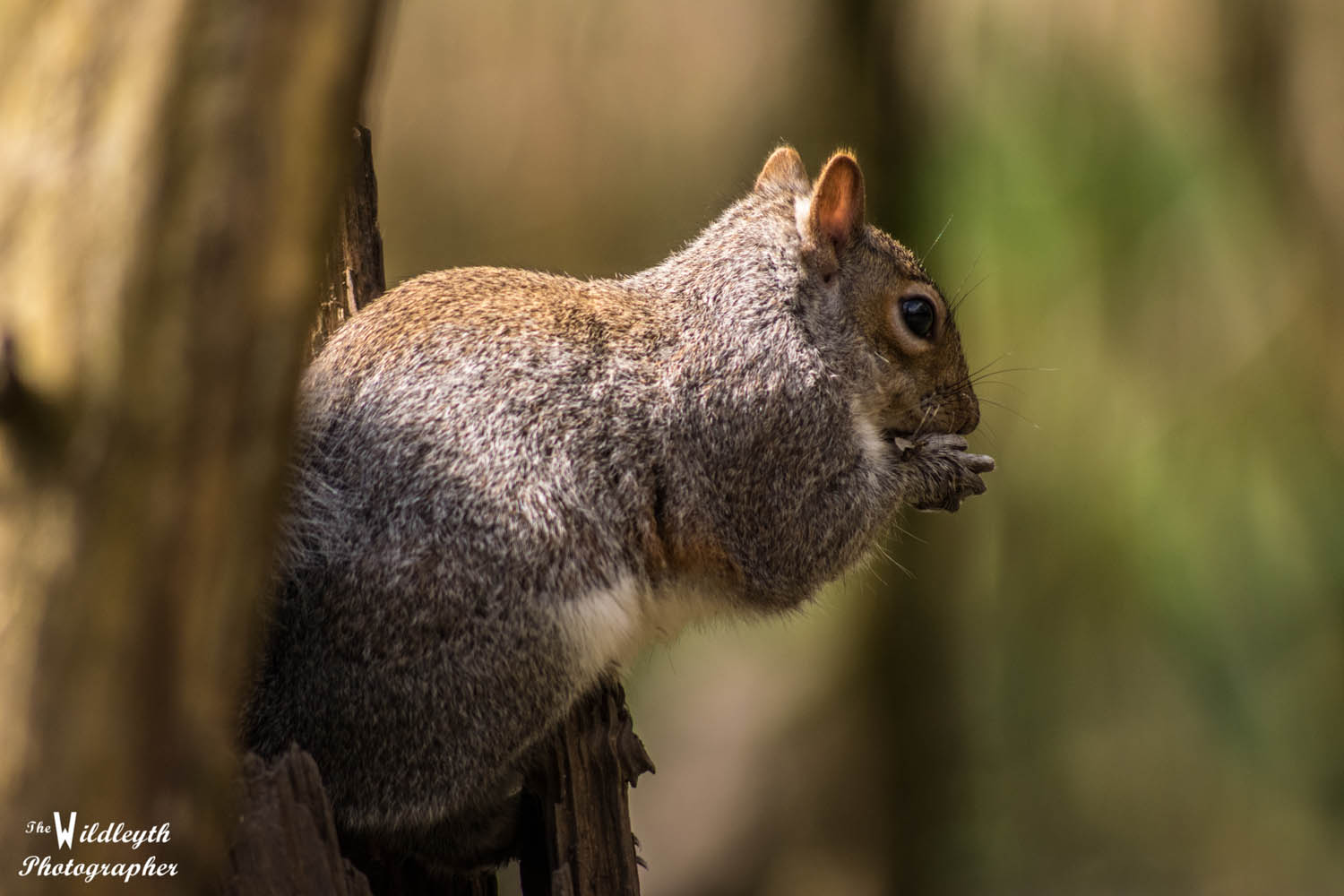 squirrel6