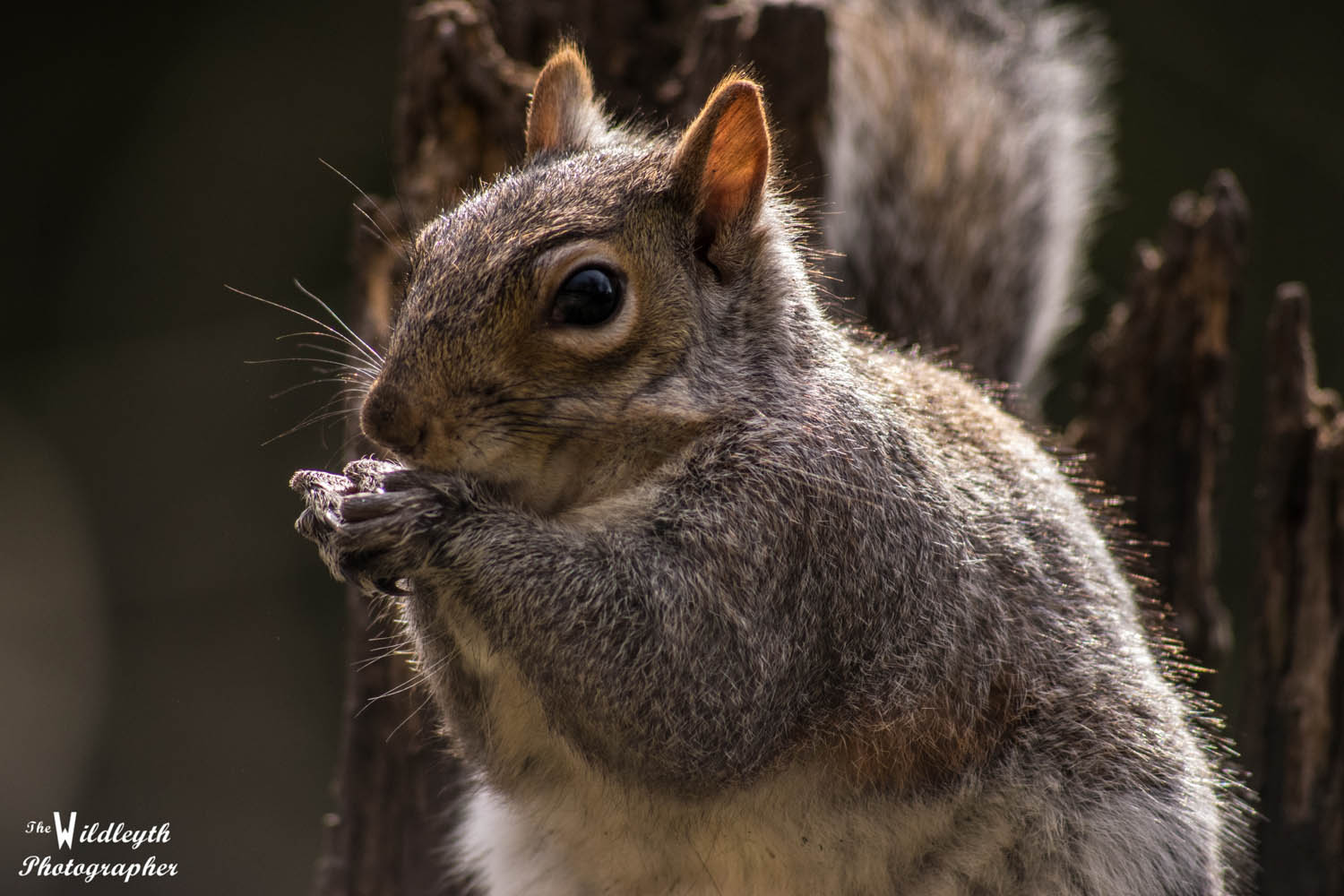 squirrel7