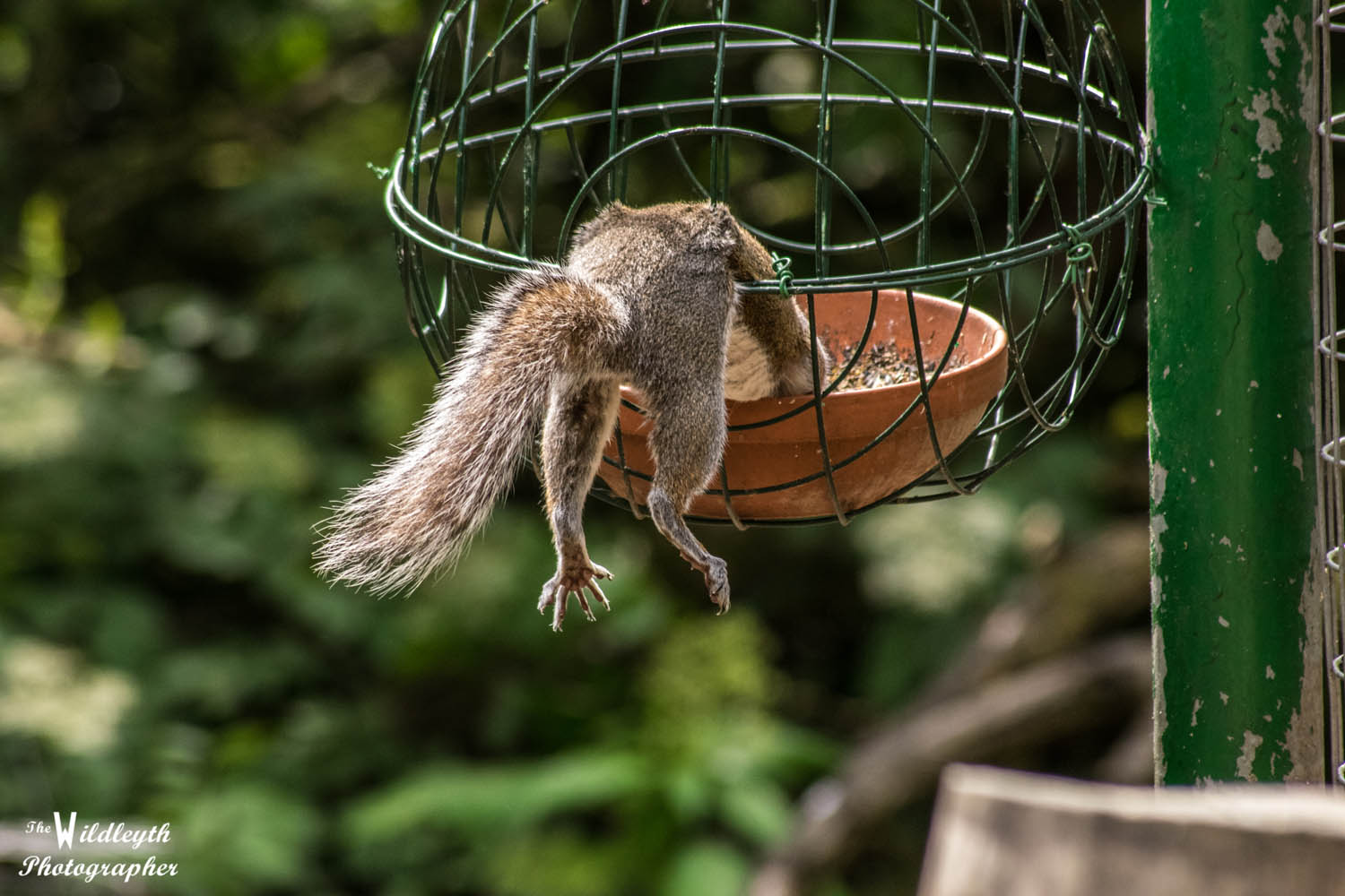 squirrel8