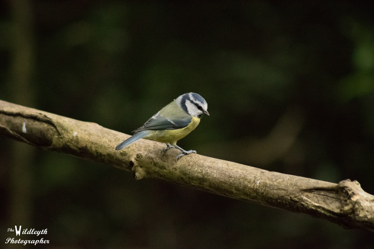 blue-tit-1