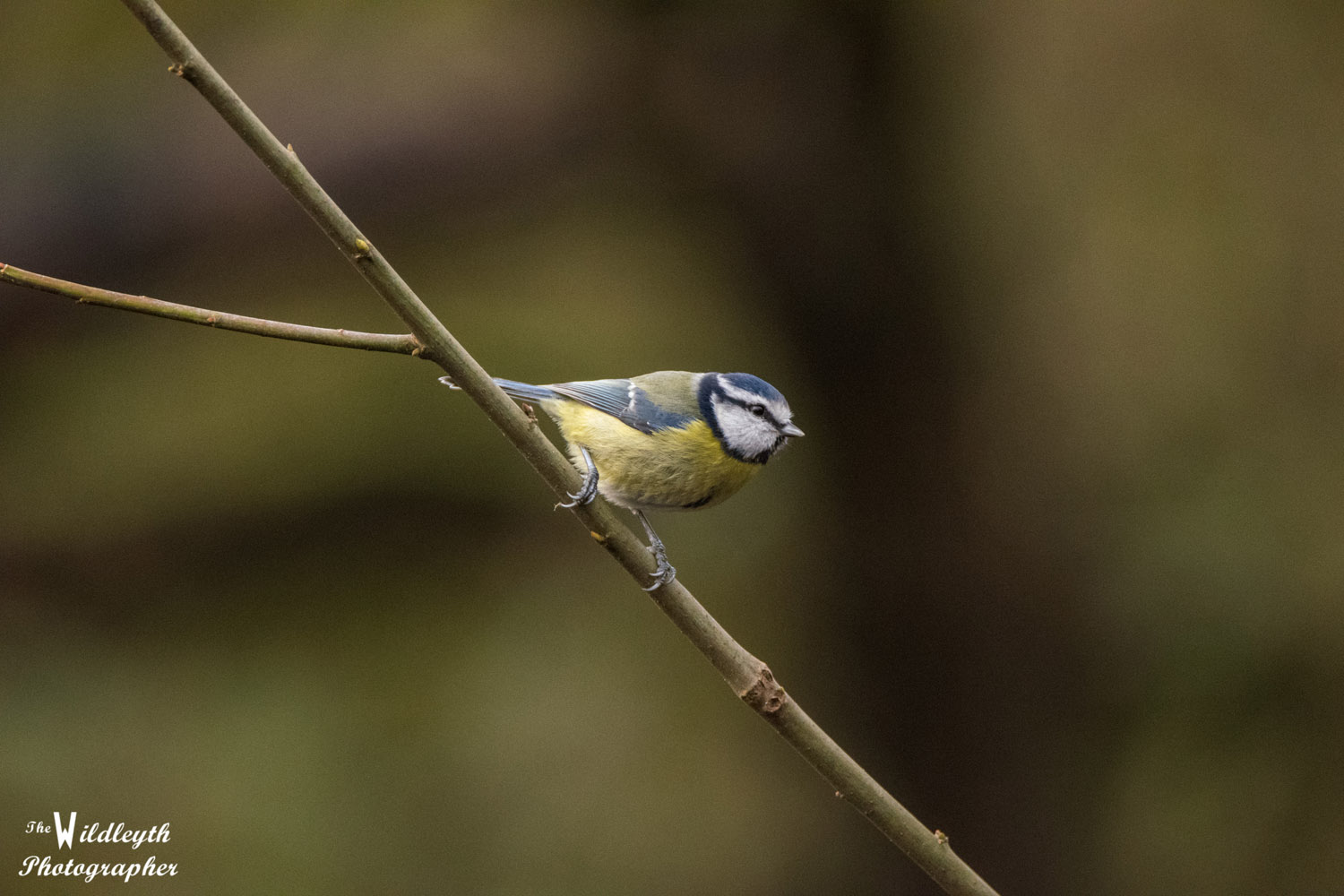 blue-tit-2