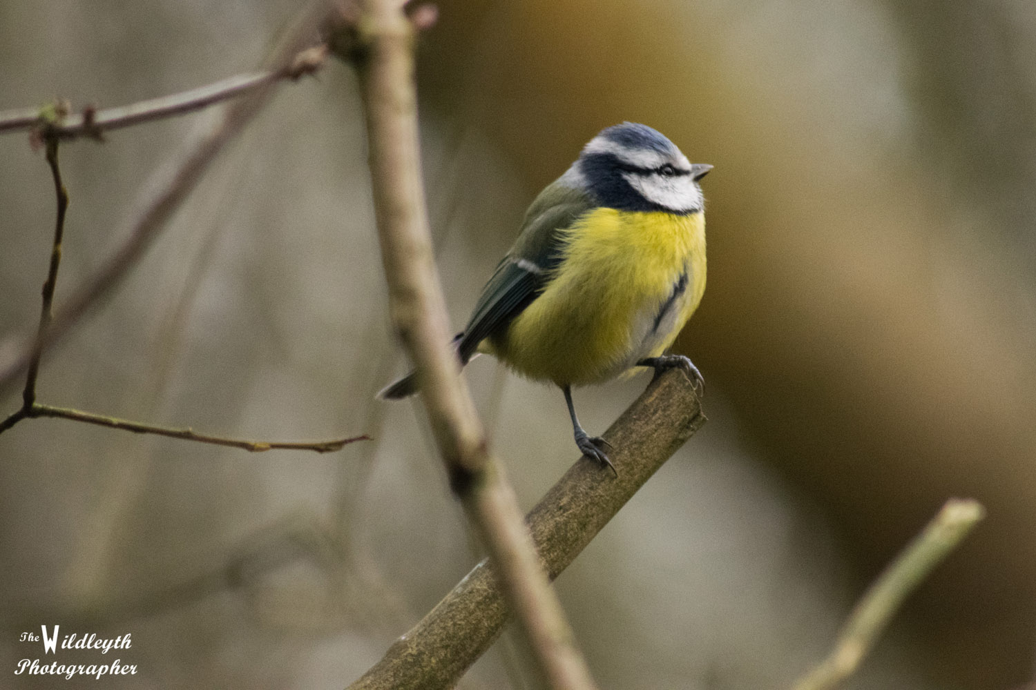 blue-tit-3