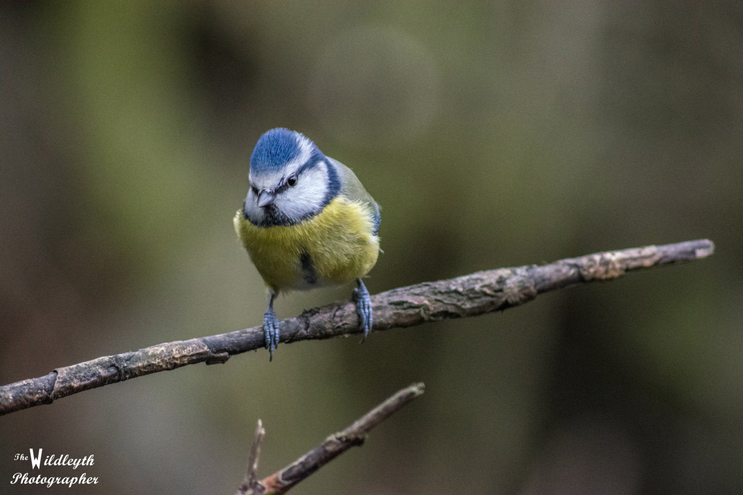 blue-tit-4
