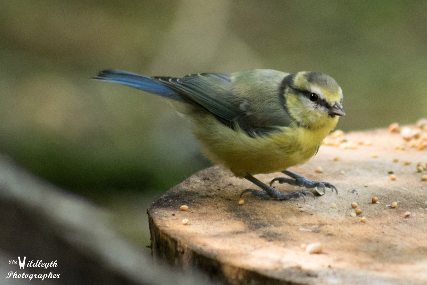 blue-tit-5