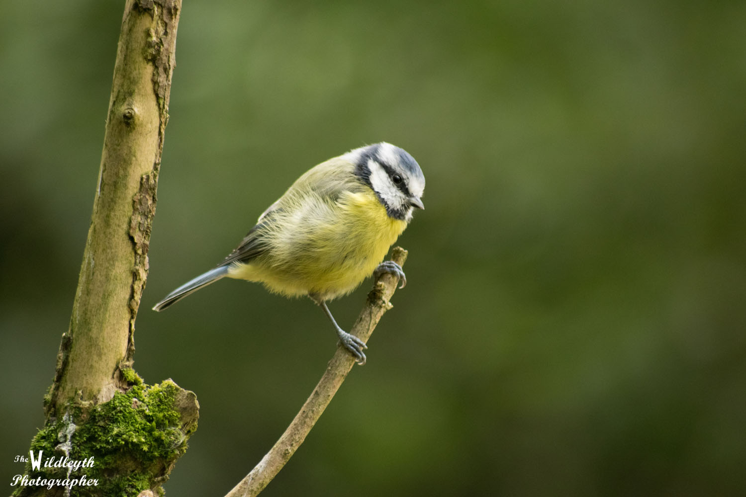 blue-tit-6