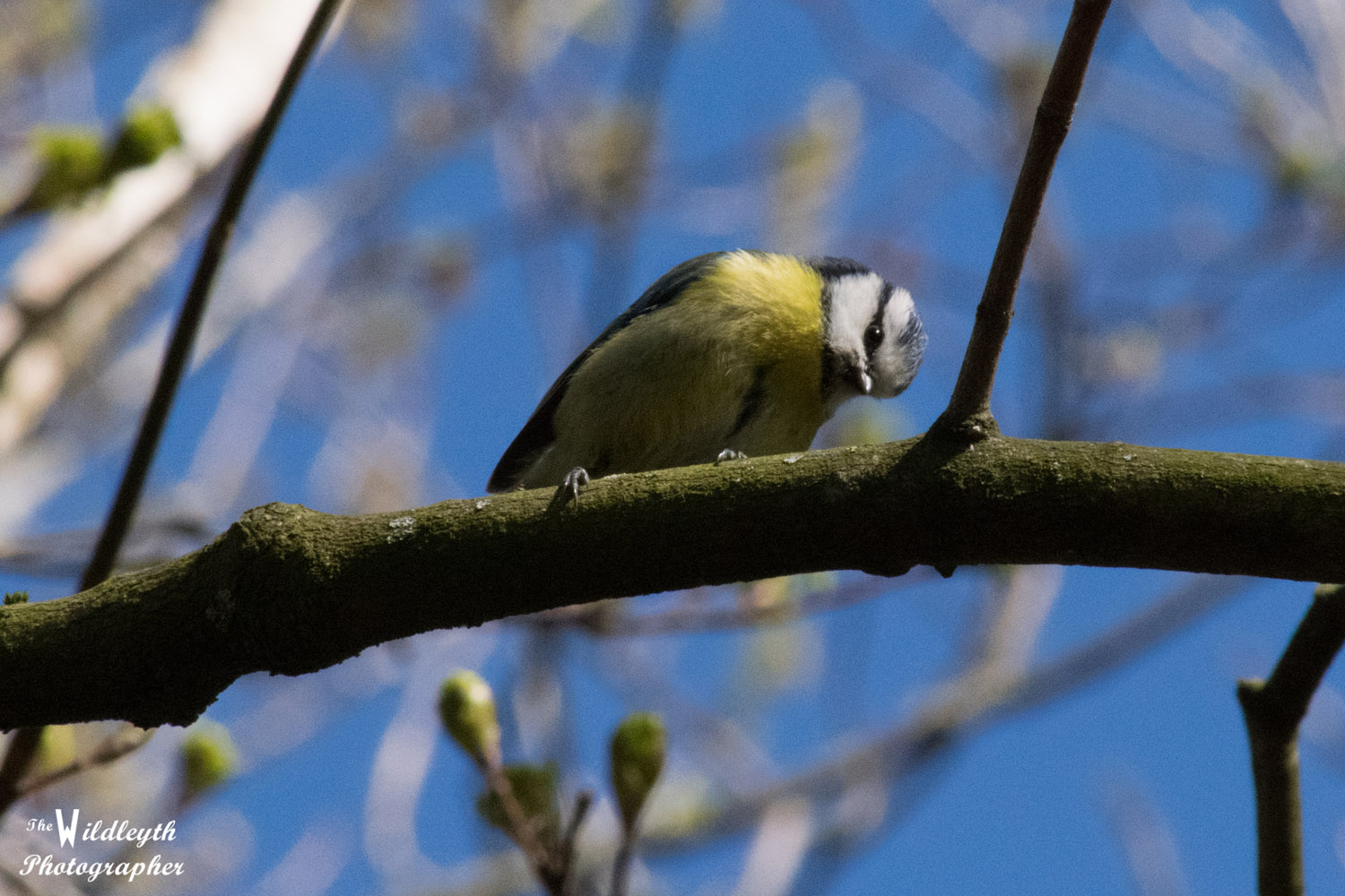 blue-tit-7